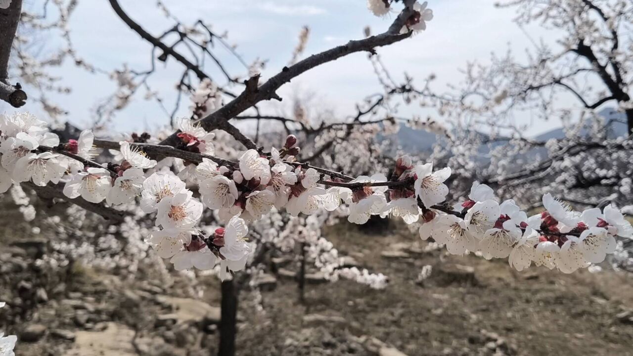 临沂蒙阴:花如海 景如画 百年杏园觅春光