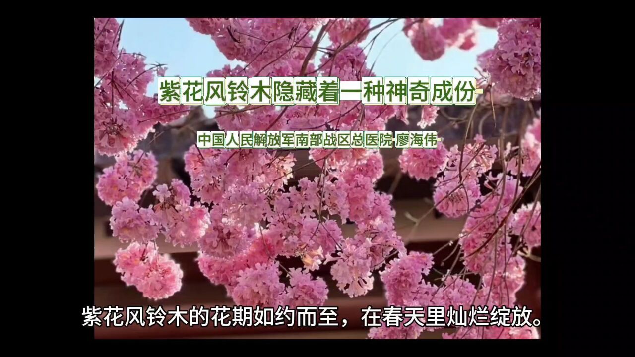 紫花风铃木隐藏着一种神奇成份