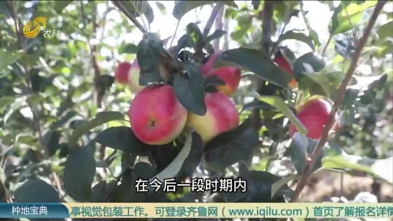 新时期苹果产业发展面临三大问题,我们该如何应对?听听专家建议