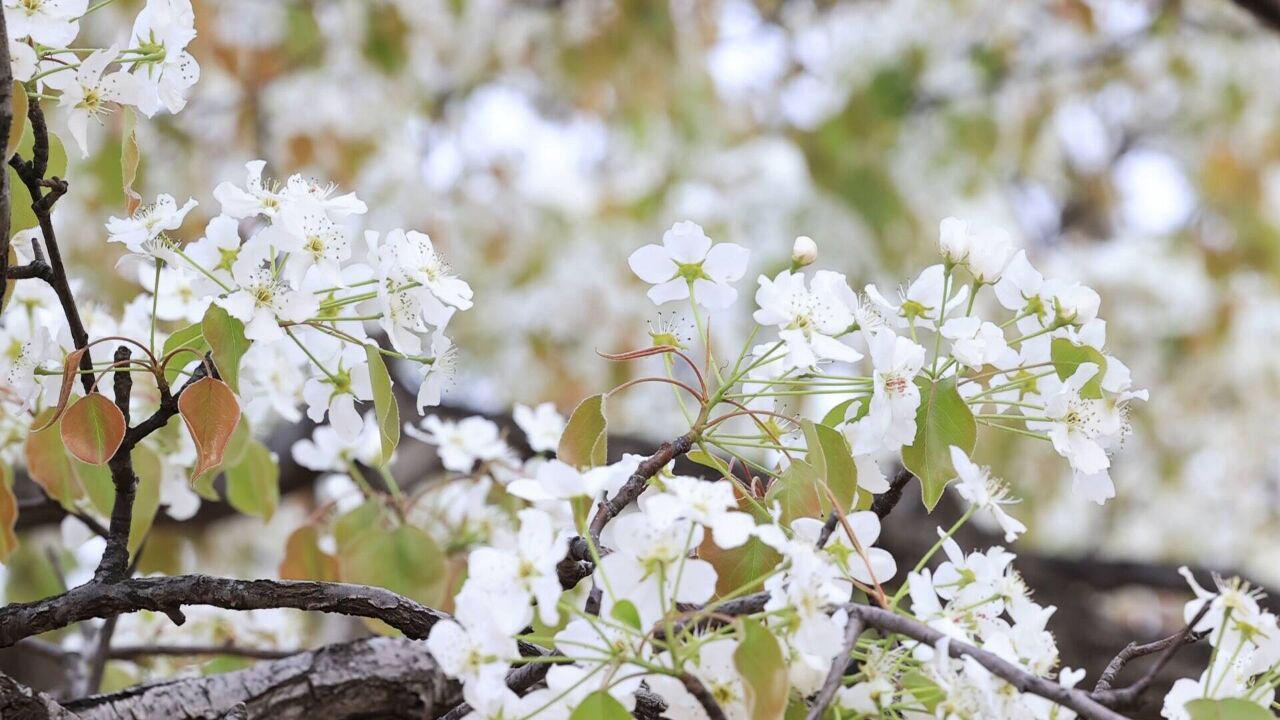 临沂沂南:春到梨花朵朵开 美景引客踏春来