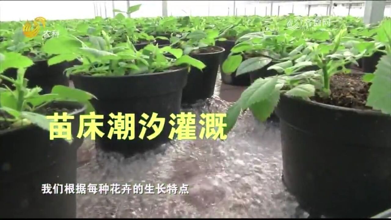 东营这家花卉企业赚钱有招,生产成本一降再降,工作效率一再提升