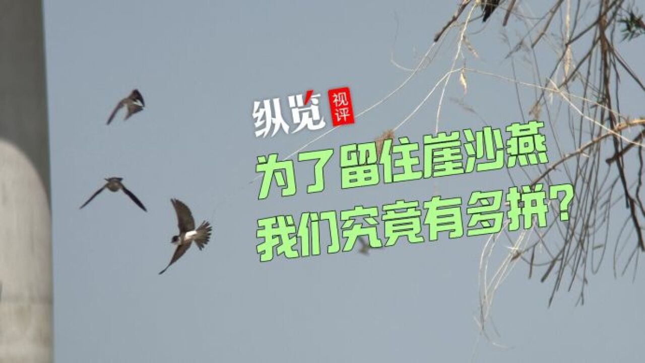 纵览视评|为了留住崖沙燕,我们究竟有多拼?