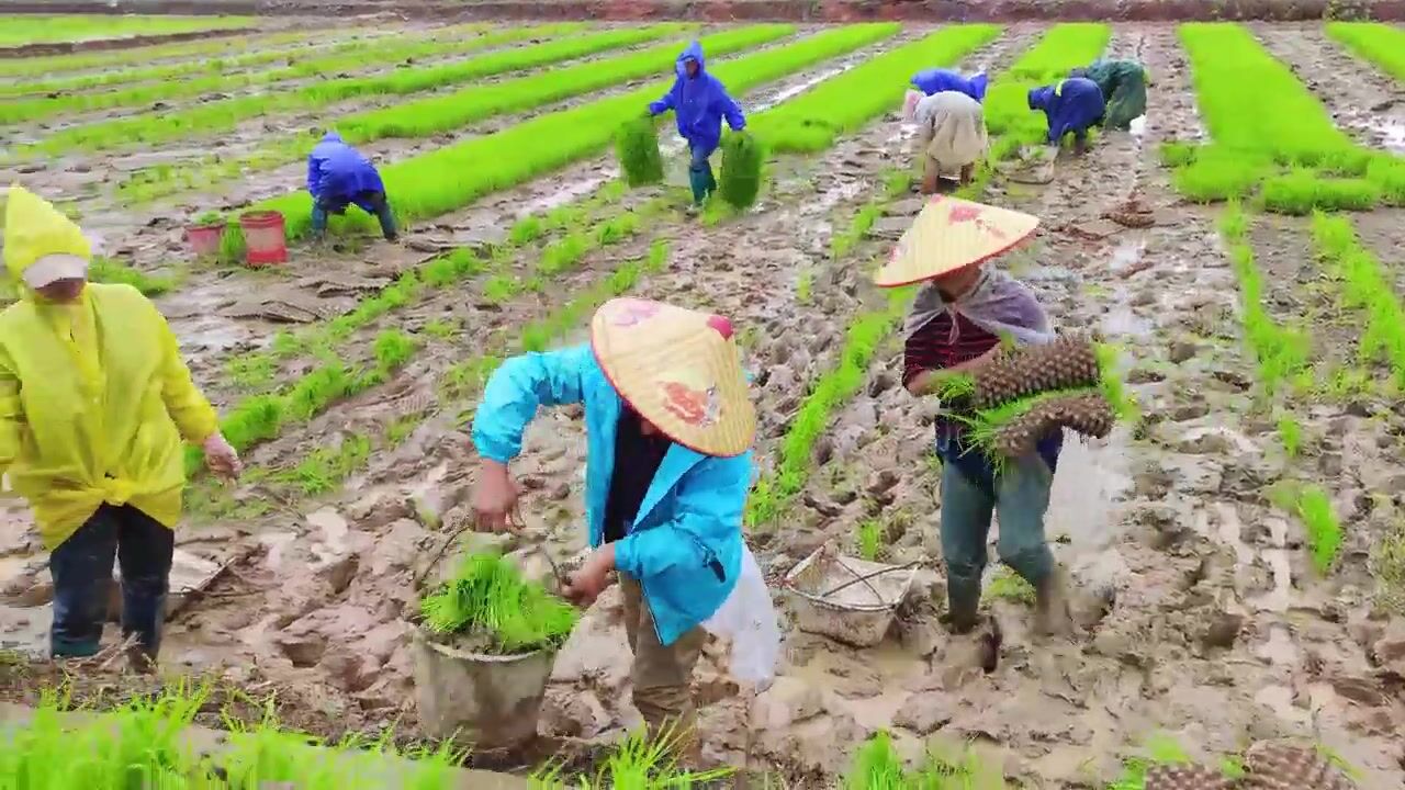 农户奋战春耕忙!湖南衡东冒雨抢插早稻