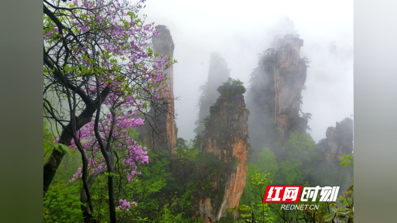 【“五一”游张家界】张家界天子山景区悬崖花开美景连连