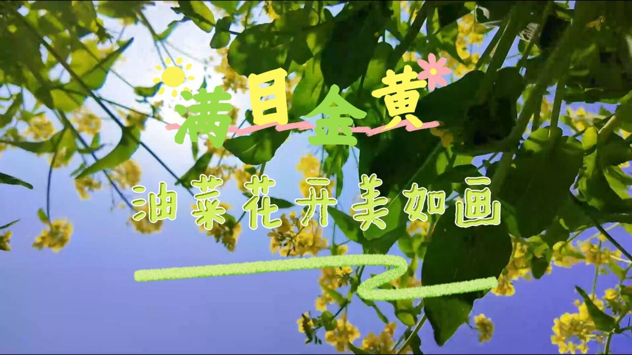 油菜花开美如画 送你一片金黄色的春天~