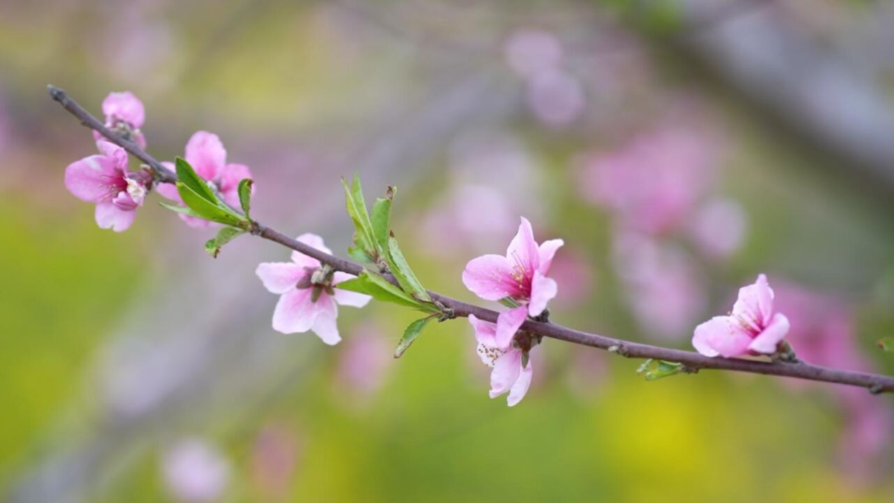 千城胜景|河北广宗:桃花盛开 春色满园