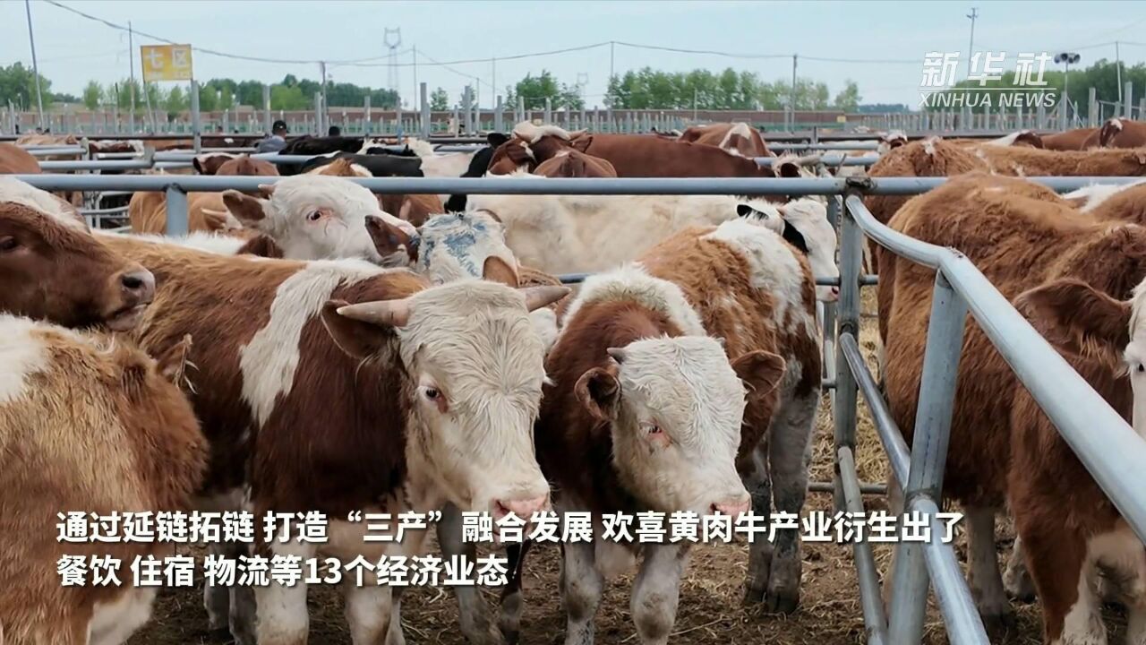 “欢喜牛市”捧起县域经济“牛饭碗”