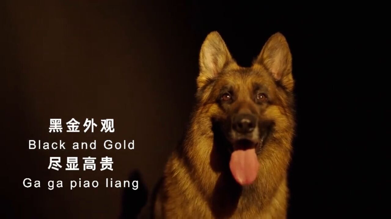 警犬宣传“大片”,帅气一览无余!