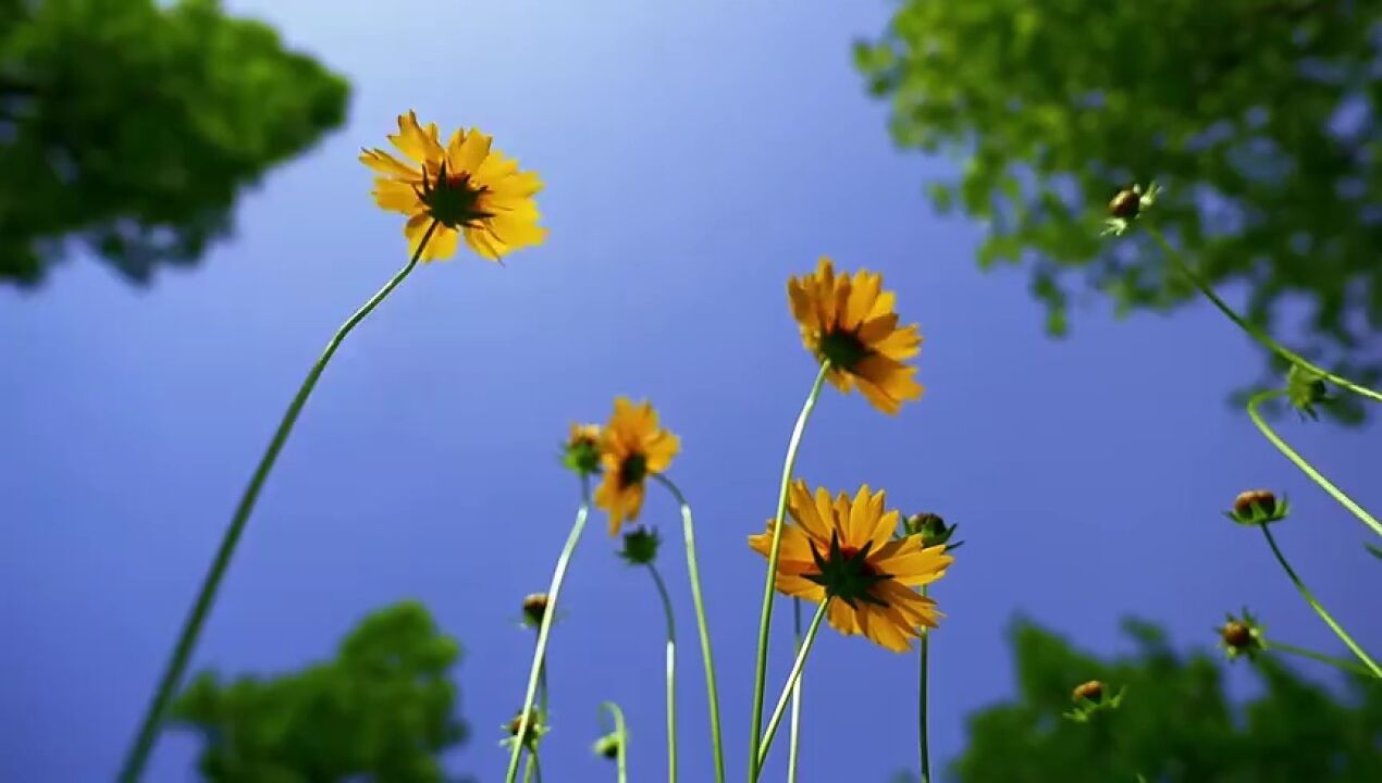 潍坊青州市:金鸡菊盛放 邂逅夏日浪漫