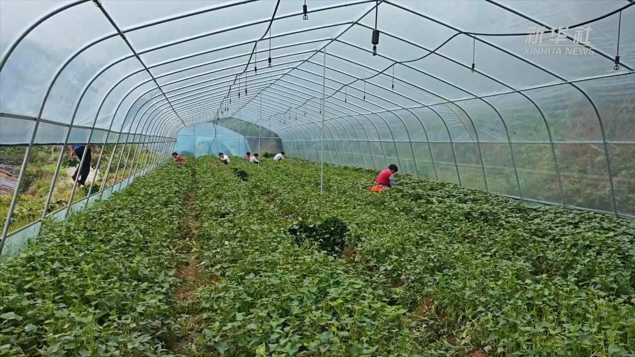 贵州思南:“强村富民”产业跑出乡村振兴“加速度”