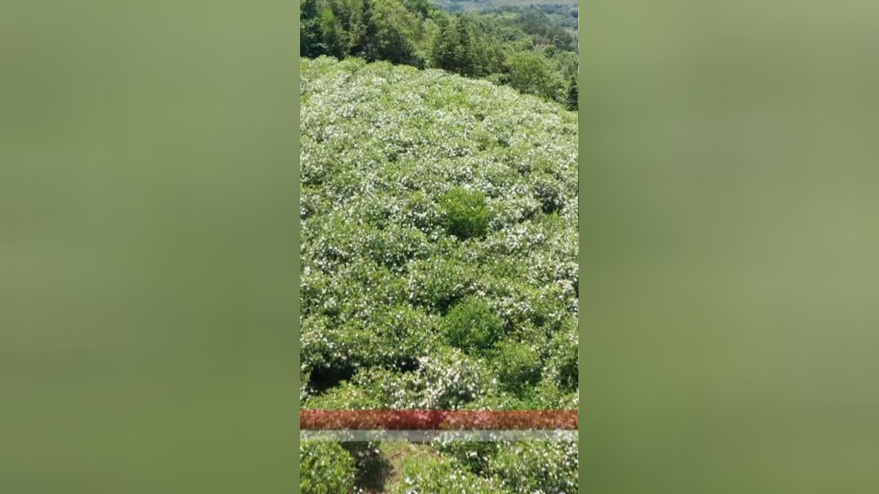 三溪镇:一朵栀子花 “栀”出致富路