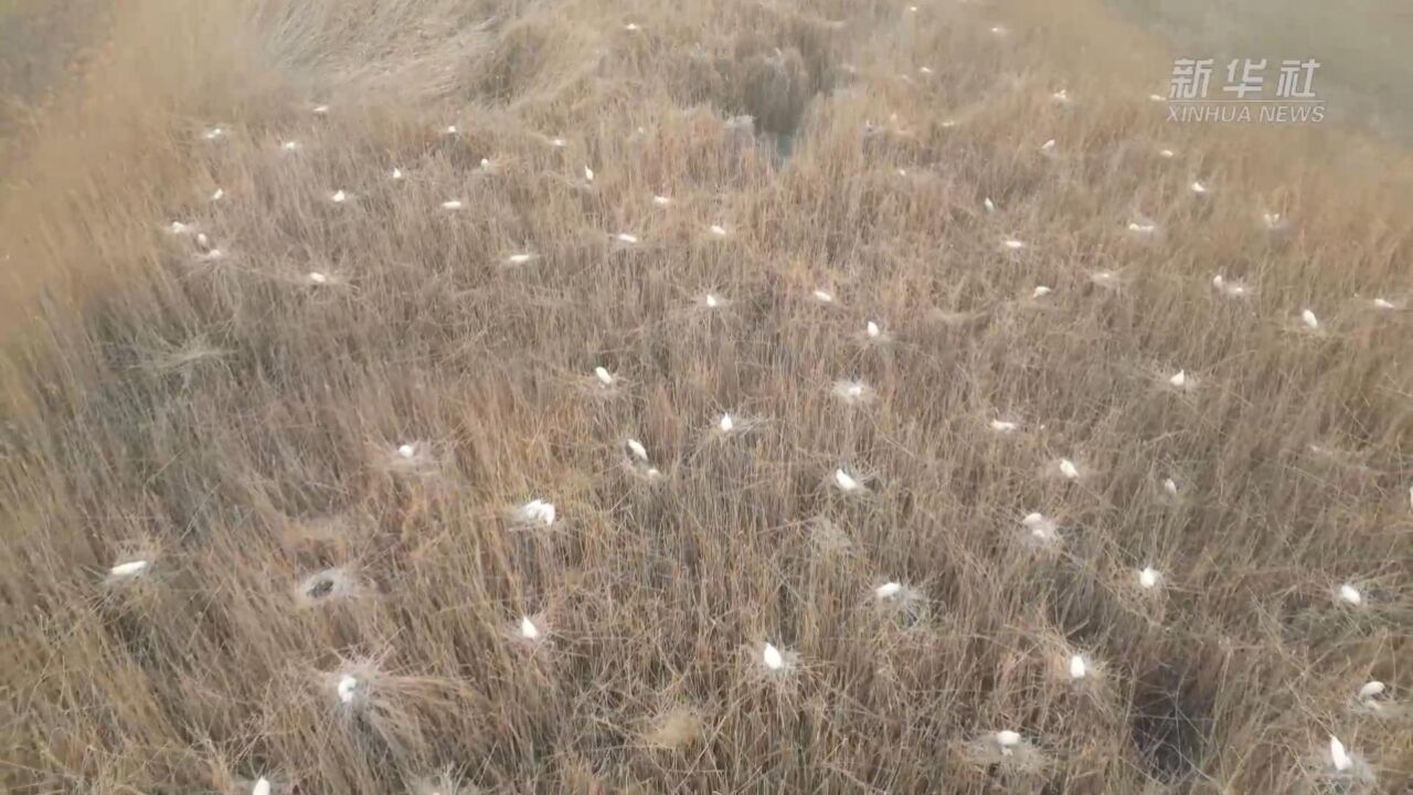 新疆阿拉尔市:候鸟在塔河湿地育雏