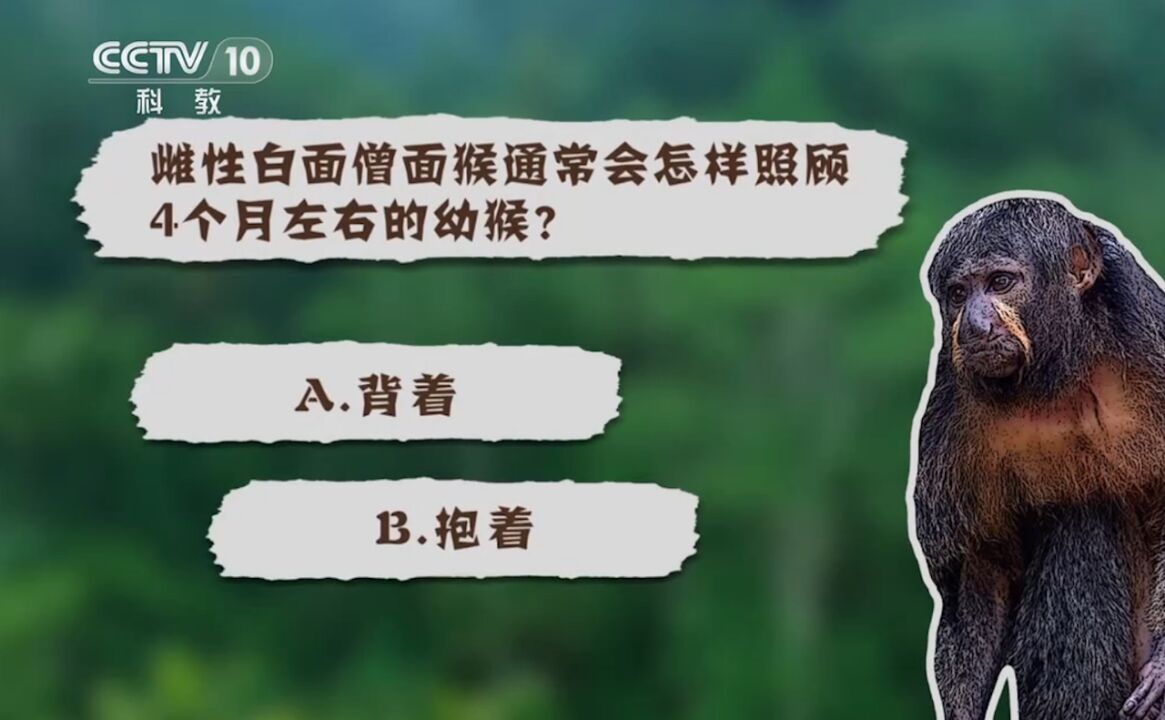 雌性白面僧面猴照顾4个月左右的幼猴,是将其背着还是抱着呢?