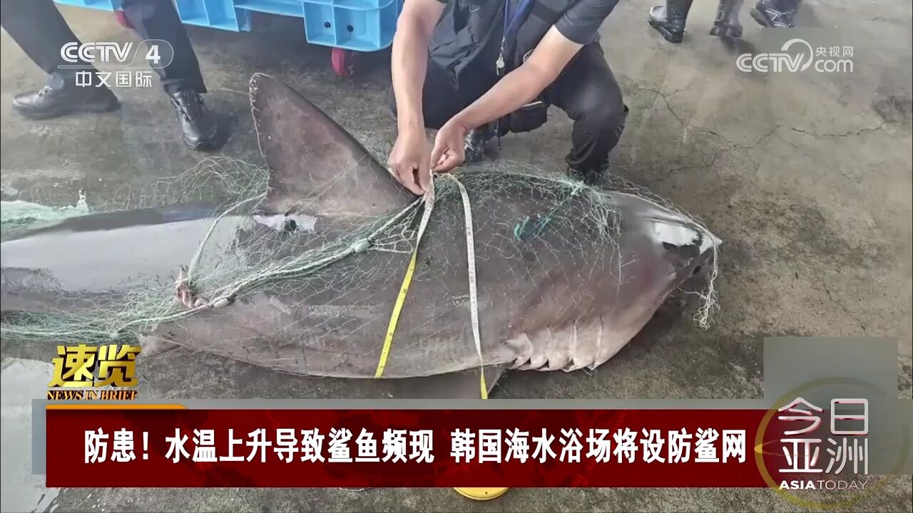 水温上升导致鲨鱼频现 韩国海水浴场将设防鲨网