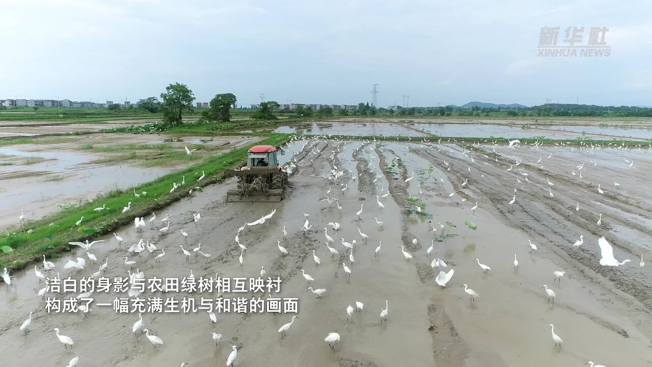 江西丰城:田间白鹭舞翩跹 和美乡村入画来