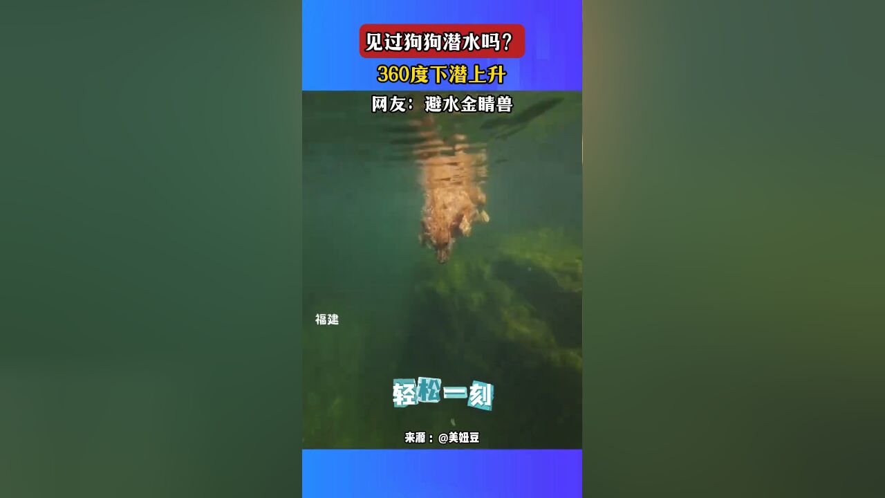 见过狗狗潜水吗?360度下潜上升,网友:避水金睛兽