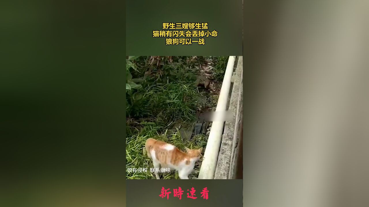 野生三嫂够生猛,猫稍有闪失会丢掉小命,狼狗可以一战.