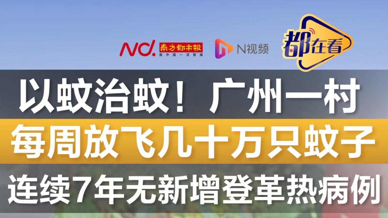 广州一村每周放飞几十万只蚊子!连续7年无新增登革热病例