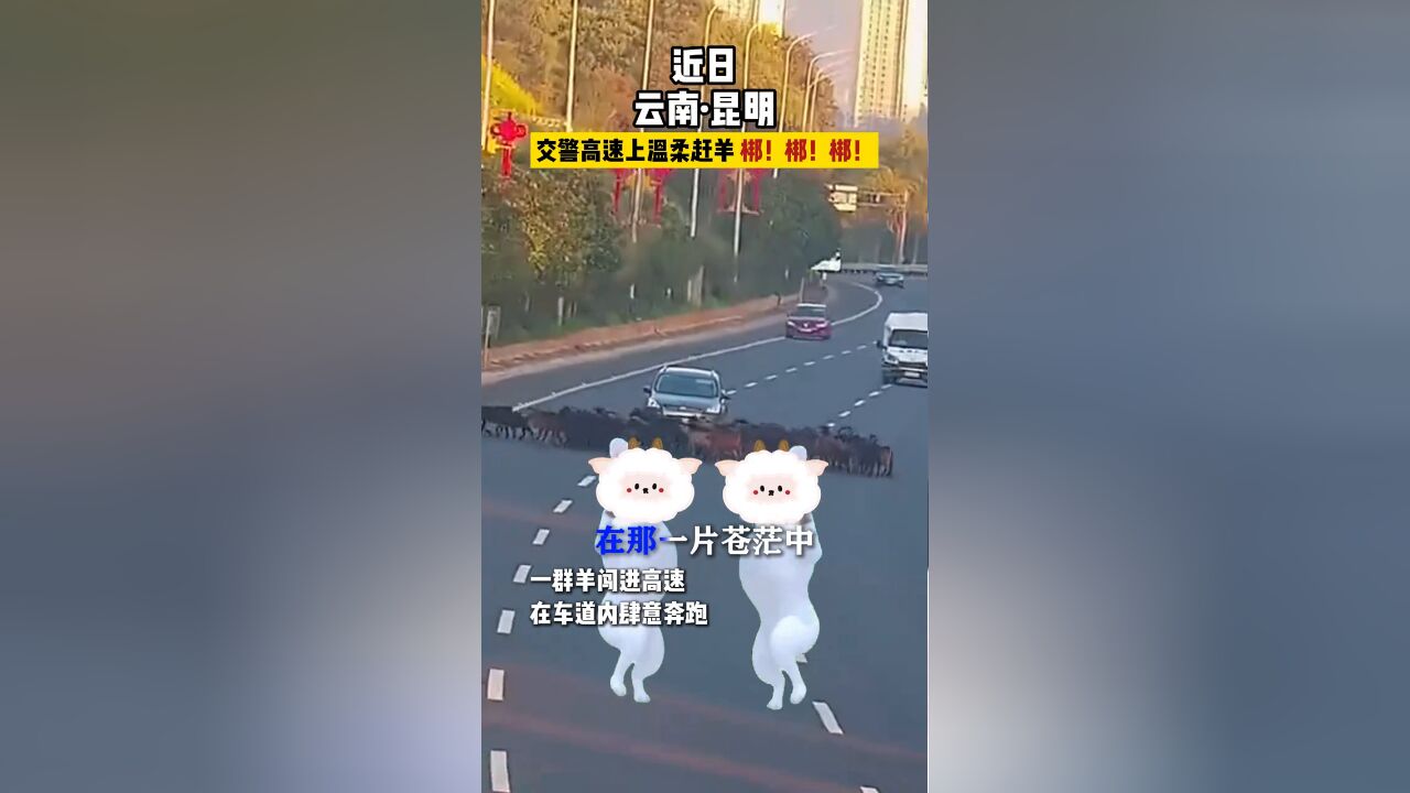 交警高速上温柔赶羊