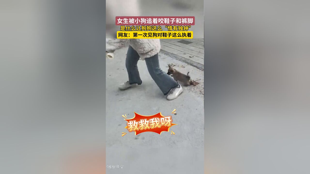 女生被狗狗追着咬鞋子和裤脚,是什么让小狗这么“情有独钟”