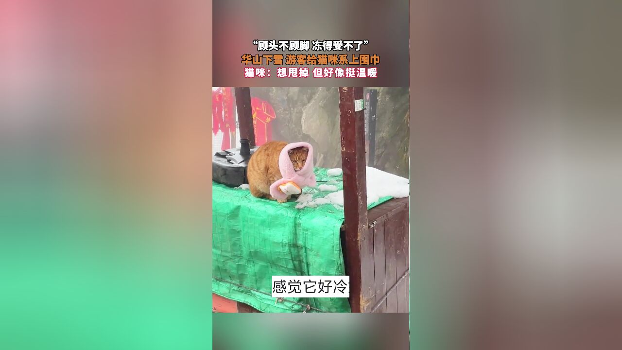 “顾头不顾脚 冻得受不了”,华山下雪 游客给猫咪系上围巾,猫咪:想甩掉 但好像挺温暖