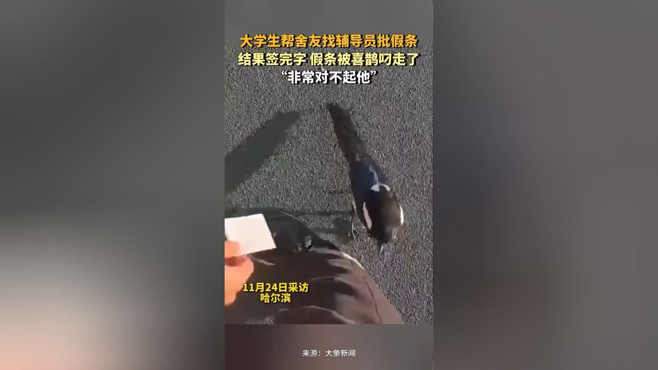 男生帮舍友找辅导员批假条,结果签完字,假条被喜鹊叼走了