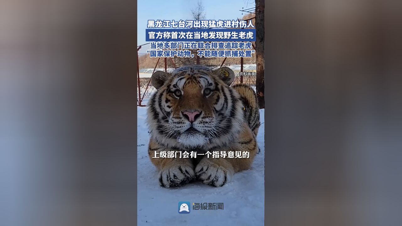 黑龙江七台河出现猛虎进村伤人,官方称首次在当地发现野生老虎