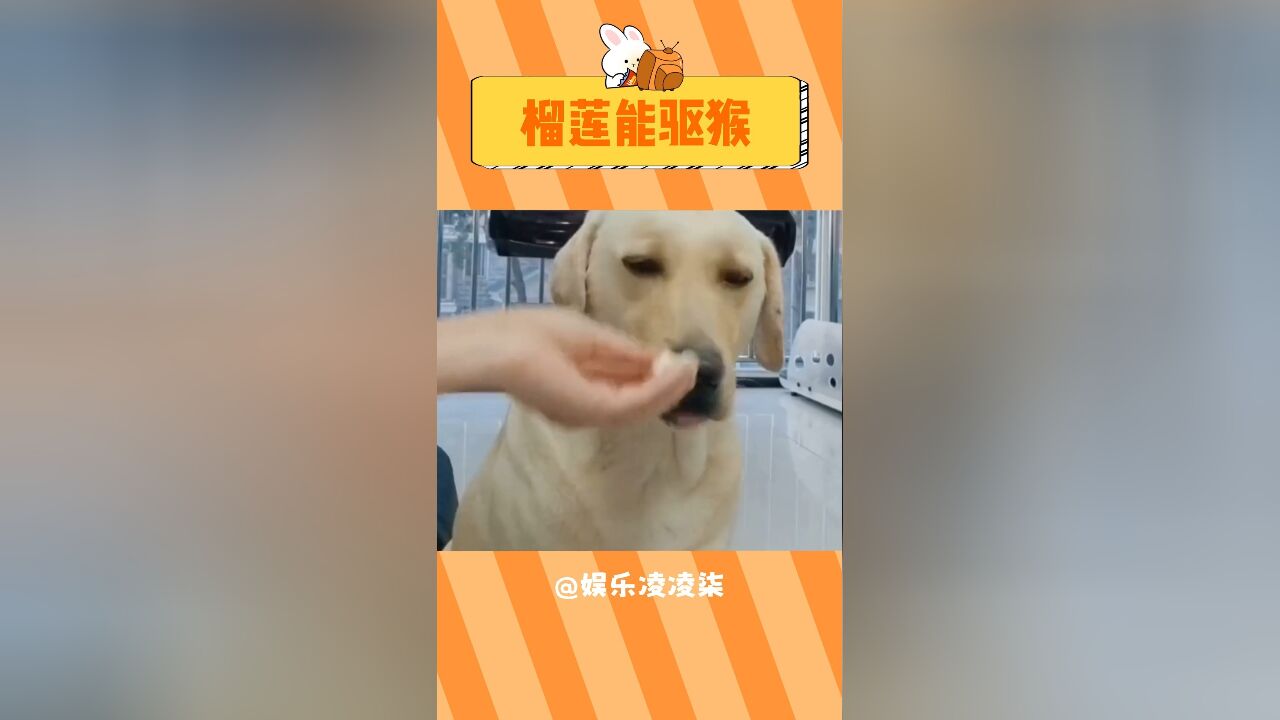 猴子:呕这手不能要了