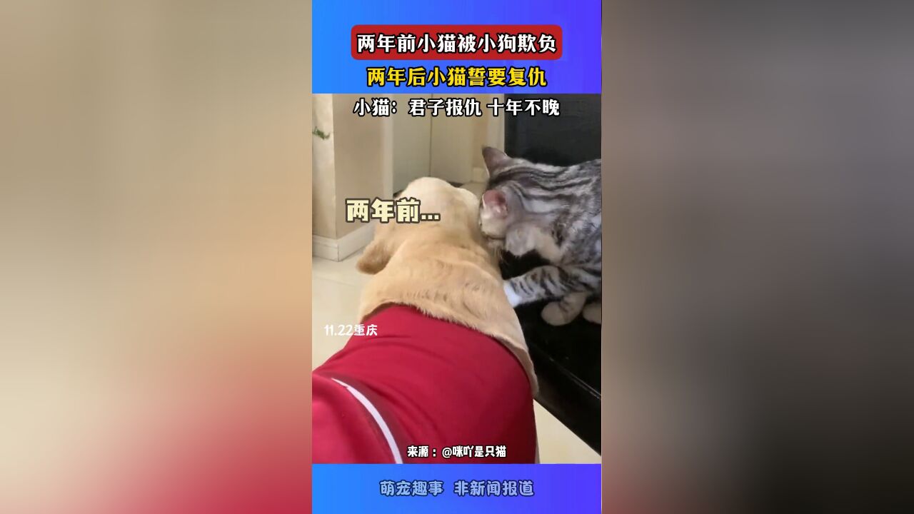 两年前小猫被小狗欺负,两年后小猫誓要复仇