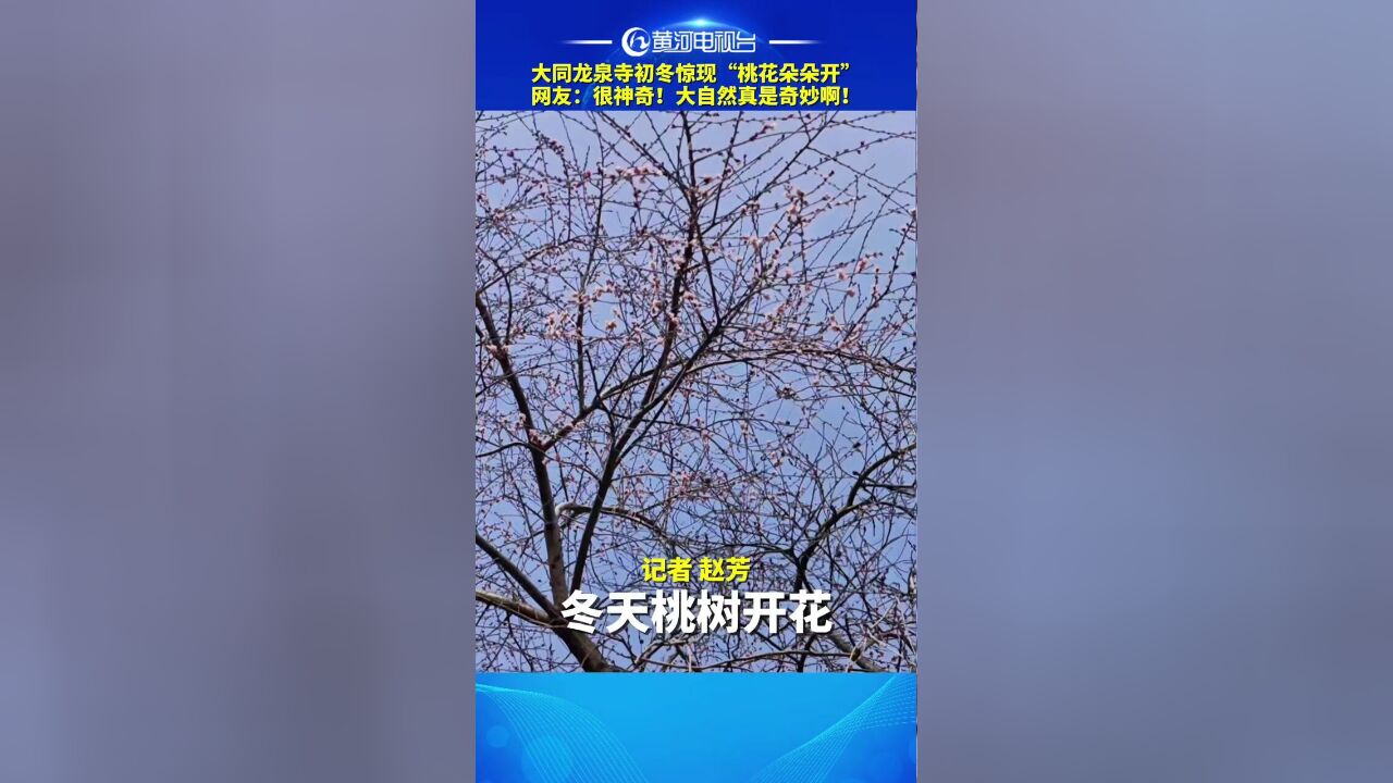 大同龙泉寺初冬惊现“桃花朵朵开”,网友:很神奇!大自然真是奇妙啊!