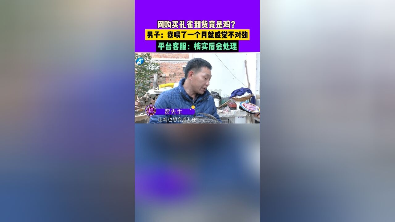 网购买孔雀到货竟是鸡?男子:我喂了一个月就感觉不对劲,平台客服:核实后会处理