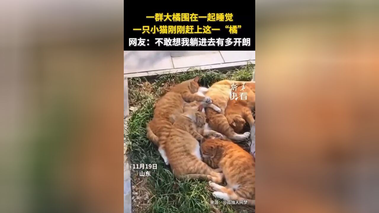 一群大橘围在一起睡觉,一只小猫刚刚赶上这一“橘”