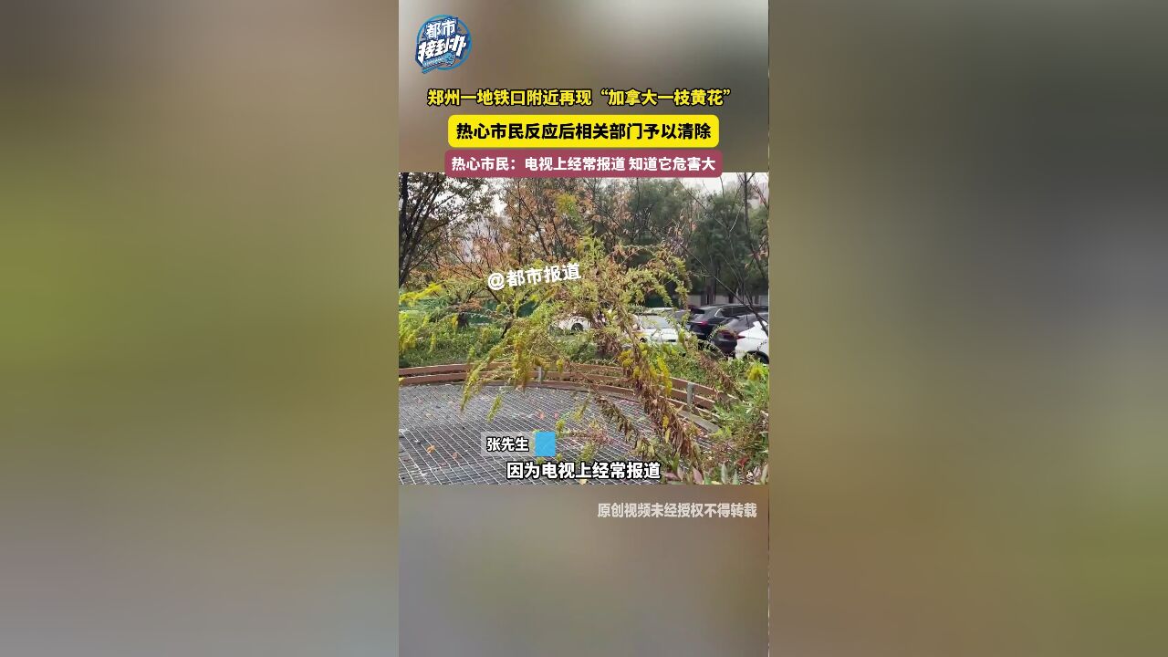 郑州一地铁口附近再现“加拿大一枝黄花”热心市民反应后相关部门予以清除