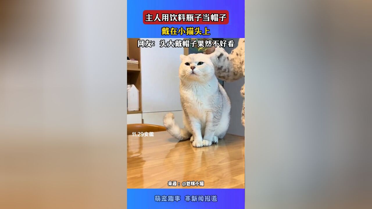 主人用饮料瓶子当帽子,戴在小猫头上