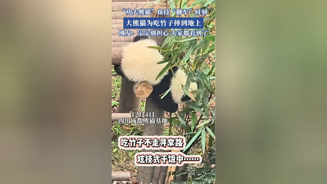 大熊猫为吃竹子摔到地上,熊猫丢脸了但观众被萌翻了