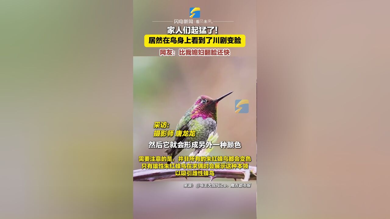 摄影师拍摄罕见安氏蜂鸟 多彩颜色超萌治愈网友