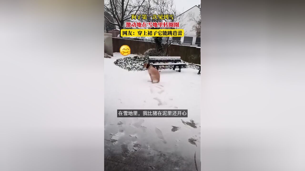 狗子第一次见到雪,激动地在雪地里转圈圈,网友:穿上裙子它能跳芭蕾