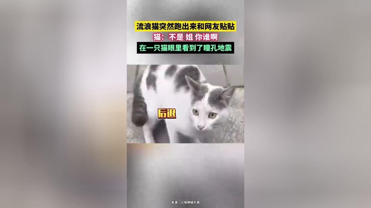 流浪猫突然跑出来和网友贴贴,猫:不是 姐 你谁啊