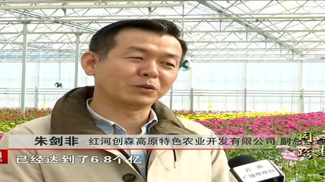 云南:打造大型高效花卉产业园区 助力“云花”转型升级