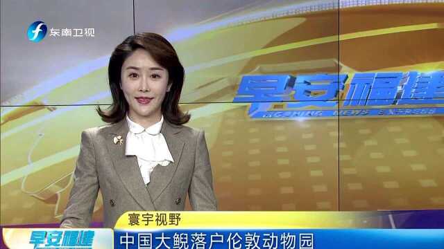 中国大鲵落户伦敦动物园