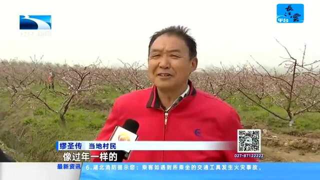 仙桃市首届桃花文化旅游节闪亮登场