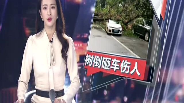 广州越秀区:榕树倒下砸中小车 车内人员受伤