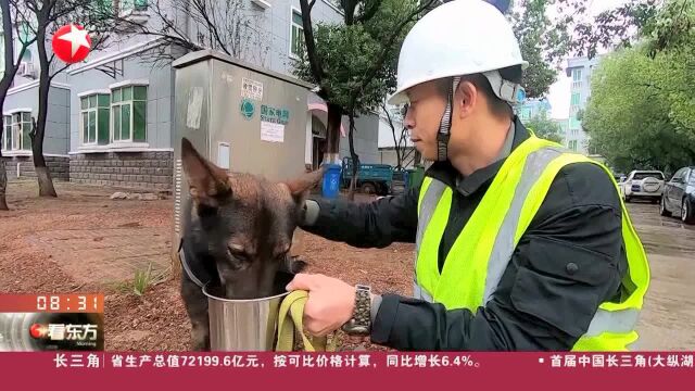 武汉首只燃气“嗅探工作犬”上岗