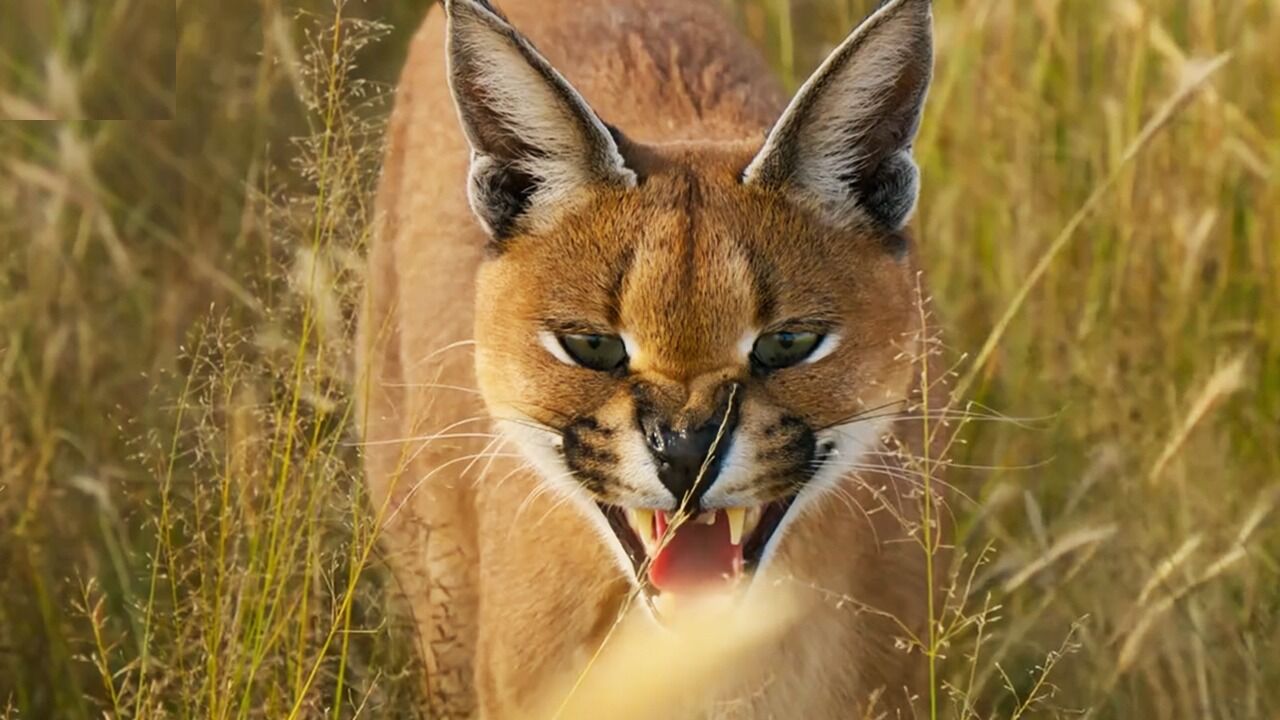 捕食者的隐秘世界丨“扮猪吃老虎”!奶凶的狞猫可是草原一霸