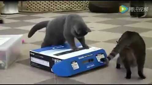 搞笑动物一箩筐视频集锦 猫咪太可爱了