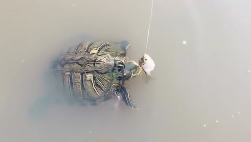 乌龟吃小鱼，差点被鱼妈妈一口吞掉 - 腾讯视频