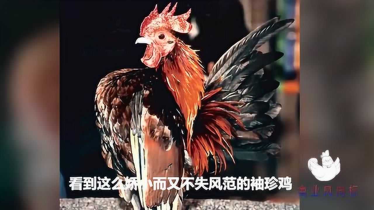 世界上最小的鸡体重不足一斤你见过吗