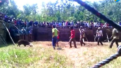 实拍比特犬大战野猪，斗狼、斗野猪、斗熊战无不胜！