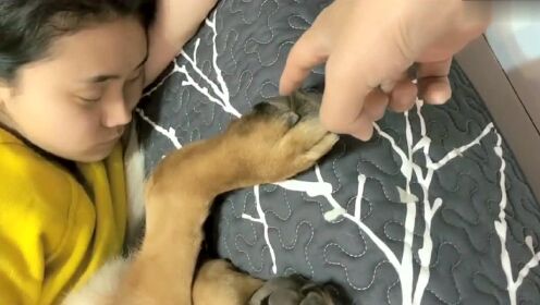 爸爸趁德国牧羊犬睡觉，挠狗狗脚心，德牧一脚踢妈妈脸上，太逗了 关注 00