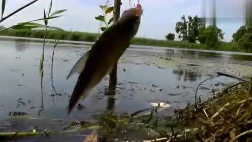 Thumbplayer Poster Plugin Image